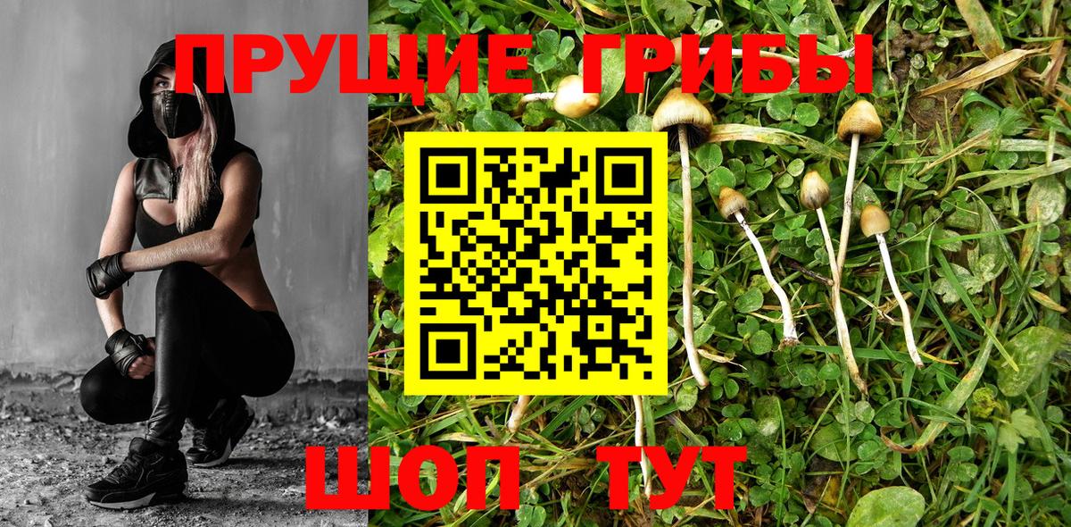 где можно купить наркотик  Вход с VPN  Жигулёвск  Псилоцибиновые грибы Cubensis 